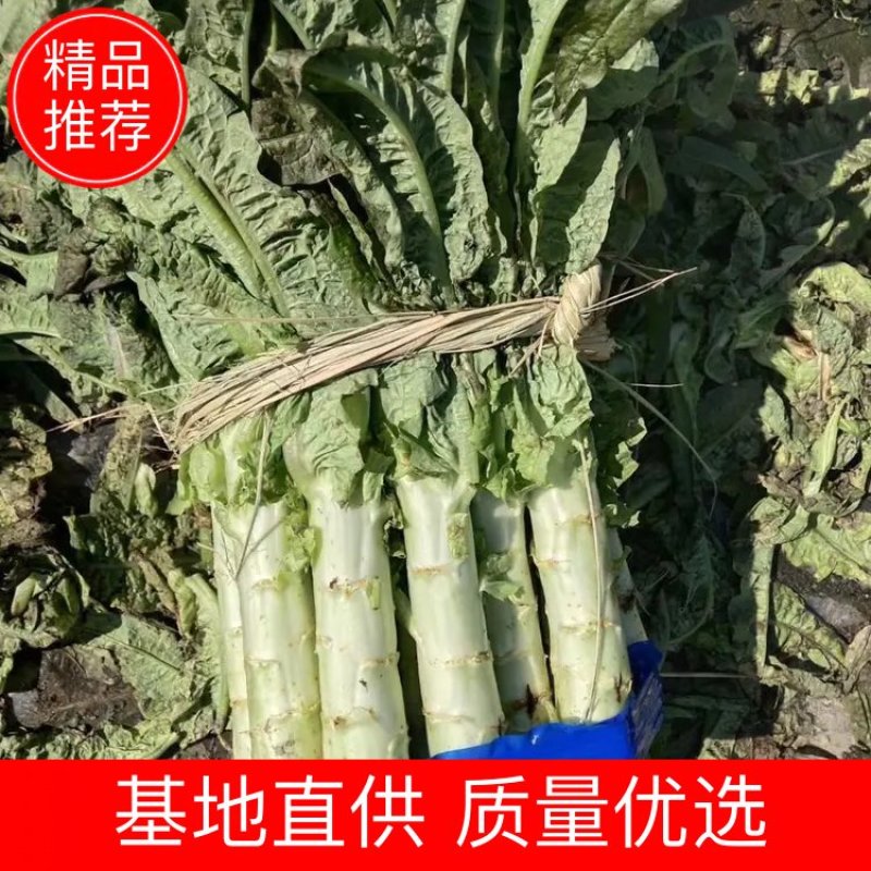 云南大理精品莴笋红叶香莴笋杆子。上市需要的老板联系