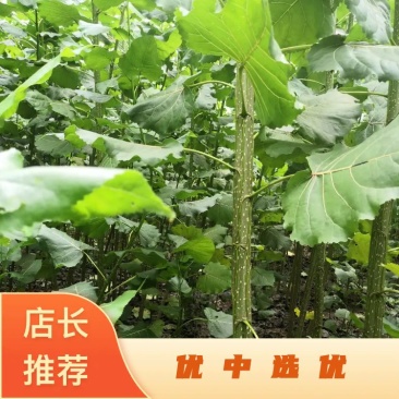 直销3804/2025纯白杨，杨树苗及种条段。