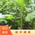 直销3804/2025纯白杨，杨树苗及种条段。