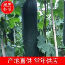 【荐】广东清远黑皮冬瓜产地直发品种齐全瓜皮乌黑有光泽