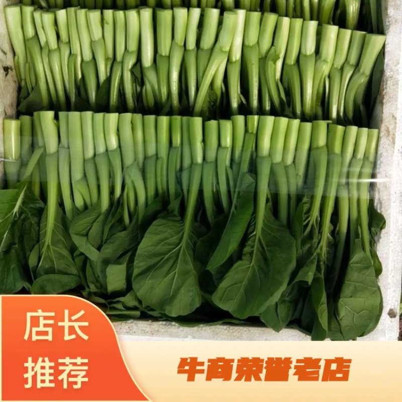 热卖！湖北武汉菜苔一手货源产地直发可视频看货欢迎选购