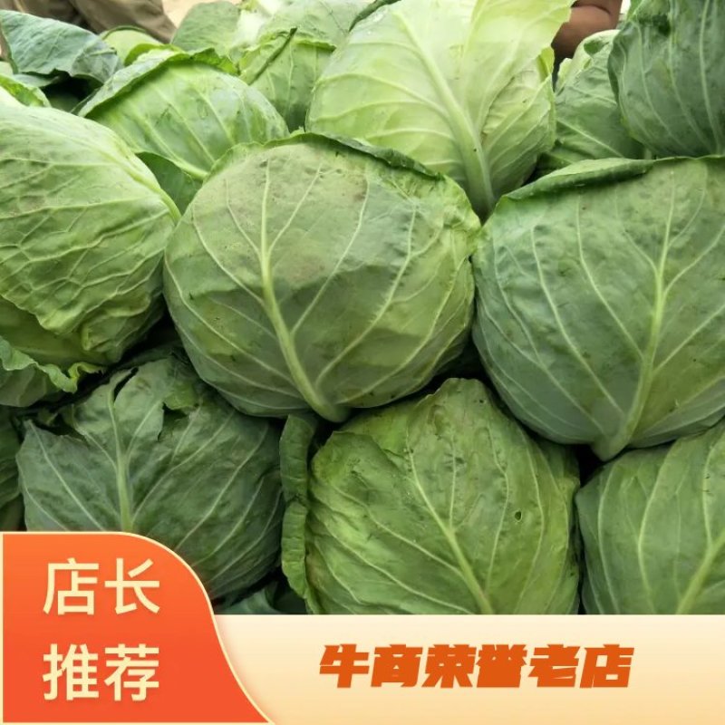 热卖中甘蓝大量上市，品种全物美价廉一手货源欢迎电话联系。