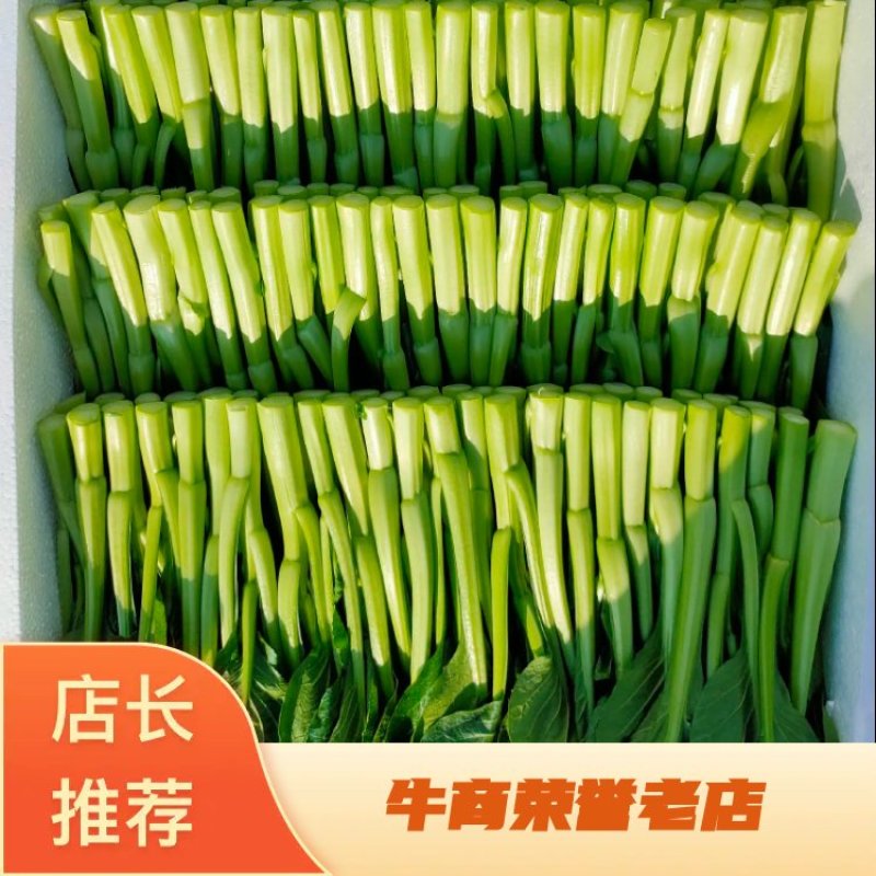 推荐菜台广东油菜芯产地直供量大从优供全国电商超市