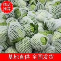 精品铁头甘蓝，云南甘蓝大量供应，量大从优，质量保证全国供应