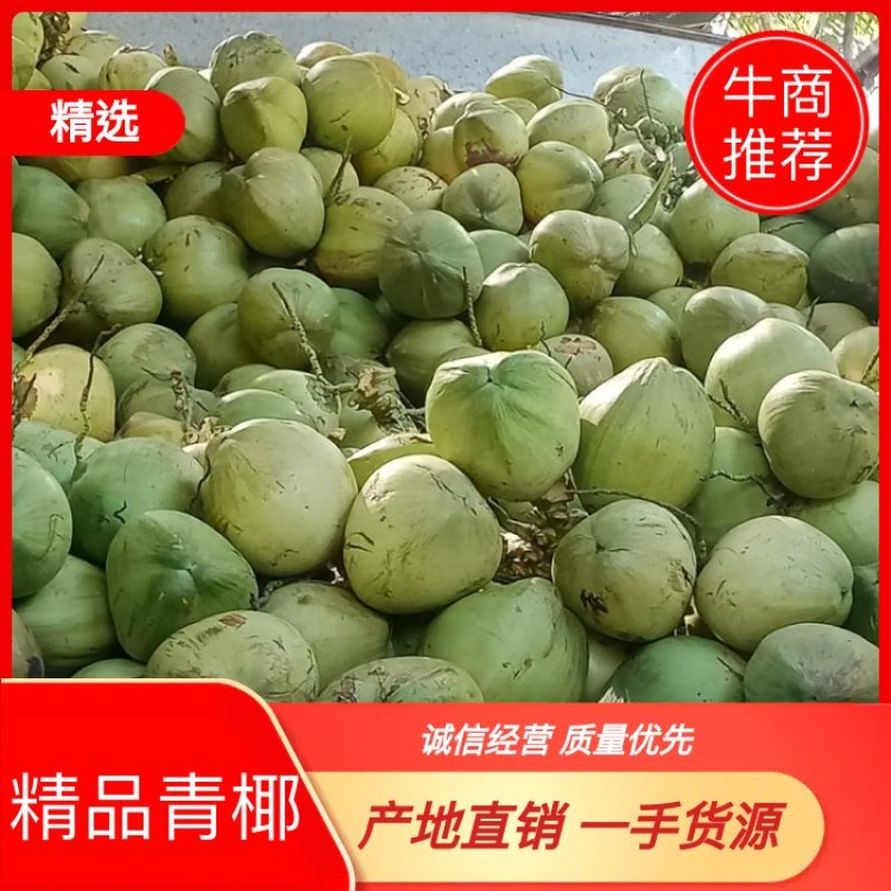 海南精品椰青，正宗海南文昌椰青，厂家直销