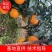 纽荷尔鲜橙，有泥土的芬芳，有淡淡的清香，酸甜可口