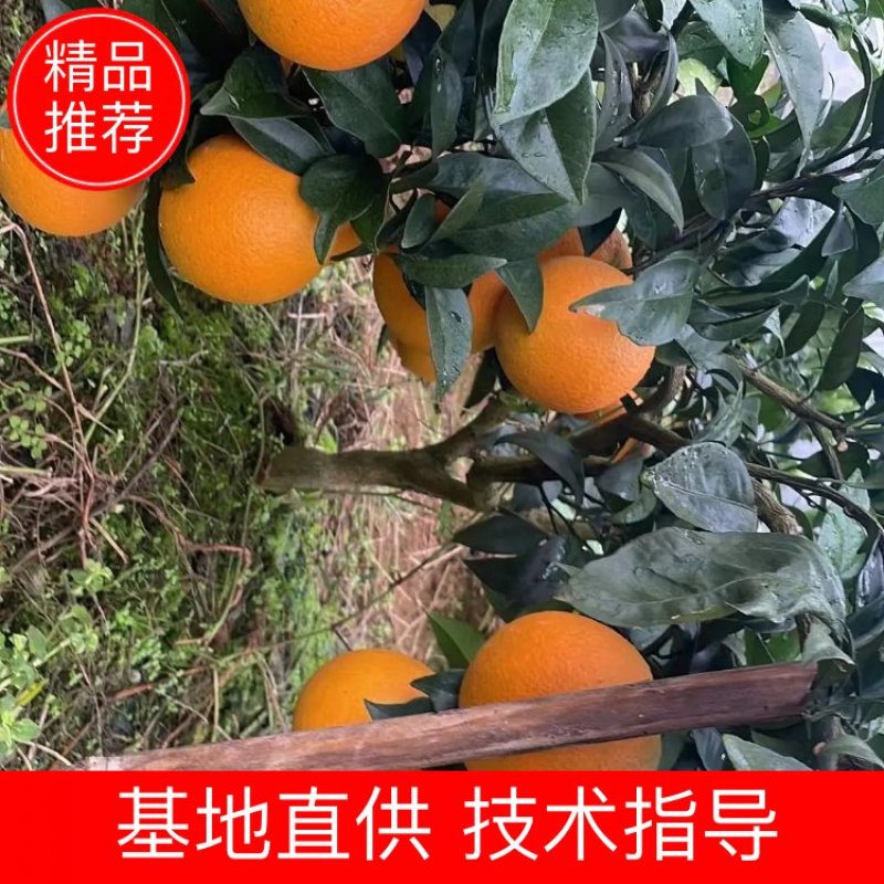 纽荷尔鲜橙，有泥土的芬芳，有淡淡的清香，酸甜可口