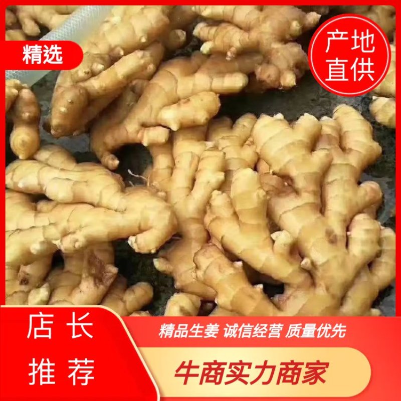 【小黄姜】山东优质小黄姜产地一手货源质优价廉你值得拥有