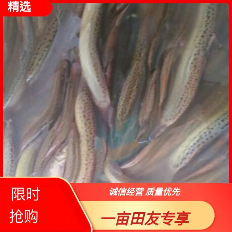 泥鳅苗/大泥鳅苗/杂交泥鳅苗/本地泥鳅苗