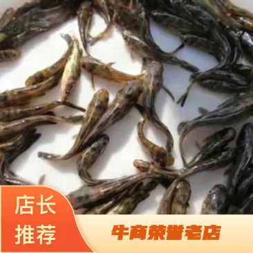 黄骨鱼/黄颡鱼规格苗“黄优一号杂交/黄辣丁/昂刺鱼苗