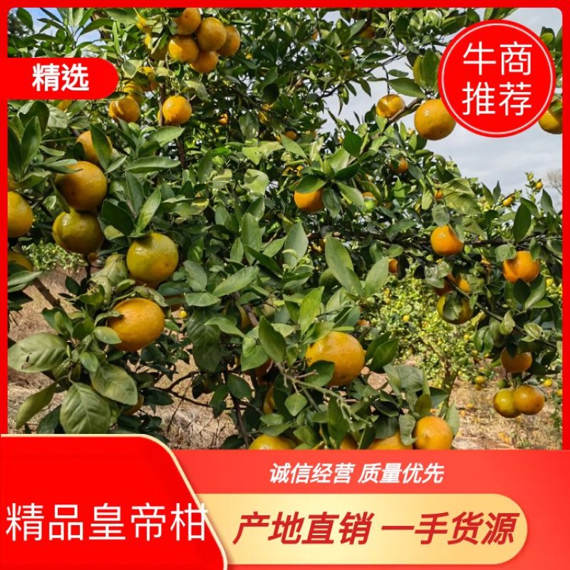 精品皇帝柑，产地直销一手货源。口感甘甜。