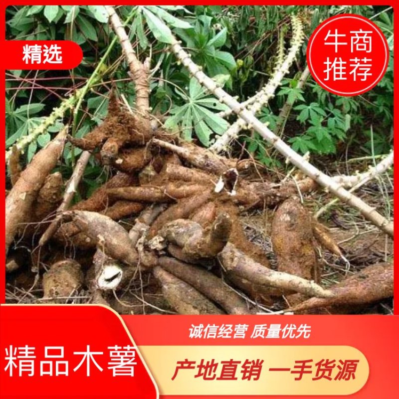 公司农场木薯，精品推荐，产地直销，一手货源。