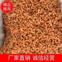 大虾米虾米大量批发山东日照厂家直销规格齐全可视频