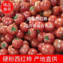 （基地直供）西红柿大红西红柿大番茄量大从优对接全国