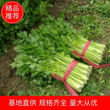 皇妃芹菜大棚芹菜规格齐全量大从优欢迎新老客户联系