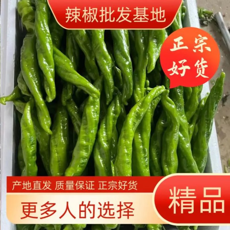 【推荐】精品螺丝椒大量上市质量有保证货源充足欢迎选购