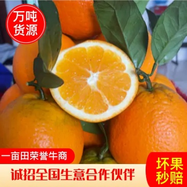 【精品推荐】脐橙大量上市现摘现发全国批发超市档口供货