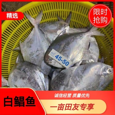 东海白鲳鱼不泡水不加冰味道鲜美