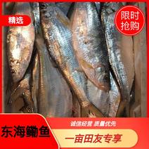 东海鳓鱼来自台州温岭