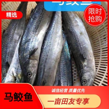东海马鲛鱼船冻
