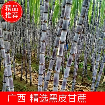 广西黑皮甘蔗颜色漂亮，节巴均匀，质量保证，欢迎来咨询