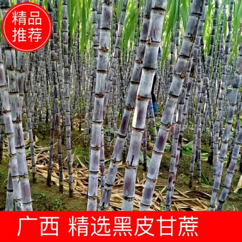 广西黑皮甘蔗颜色漂亮，节巴均匀，质量保证，欢迎来咨询
