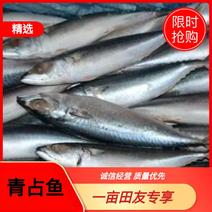 鲅鱼青占鱼来自东海单条200-250g