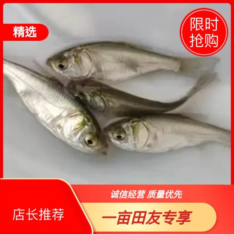 花白鲢鱼苗扁鱼改水底好帮手，好过用各种鱼药，又便宜