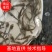 花白鲢鱼苗扁鱼改水底好帮手，好过用各种鱼药，又便宜