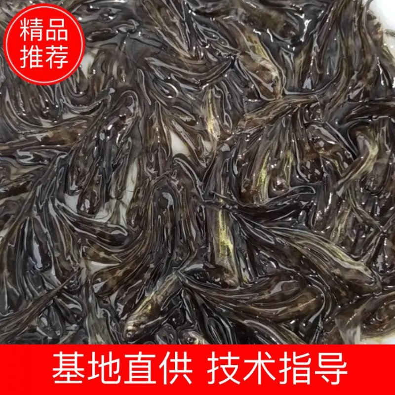 黄桑鱼苗黄骨鱼苗黄辣丁鱼场直供