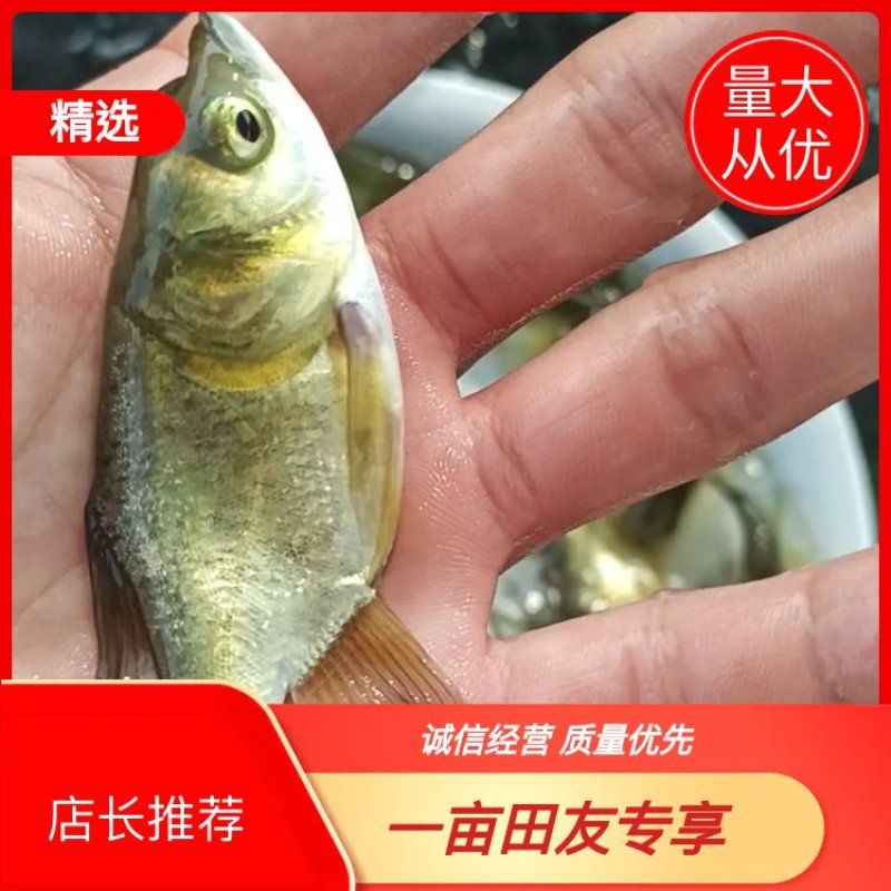 缩骨大头鳙鱼快大易养，高成活率