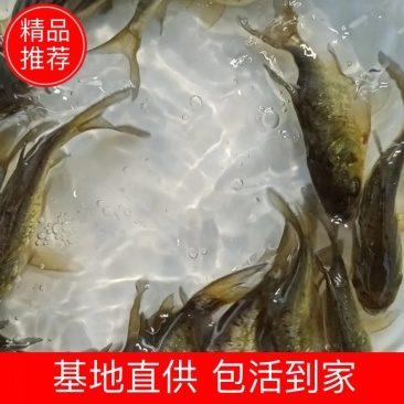 缩骨大头鳙鱼快大易养，高成活率