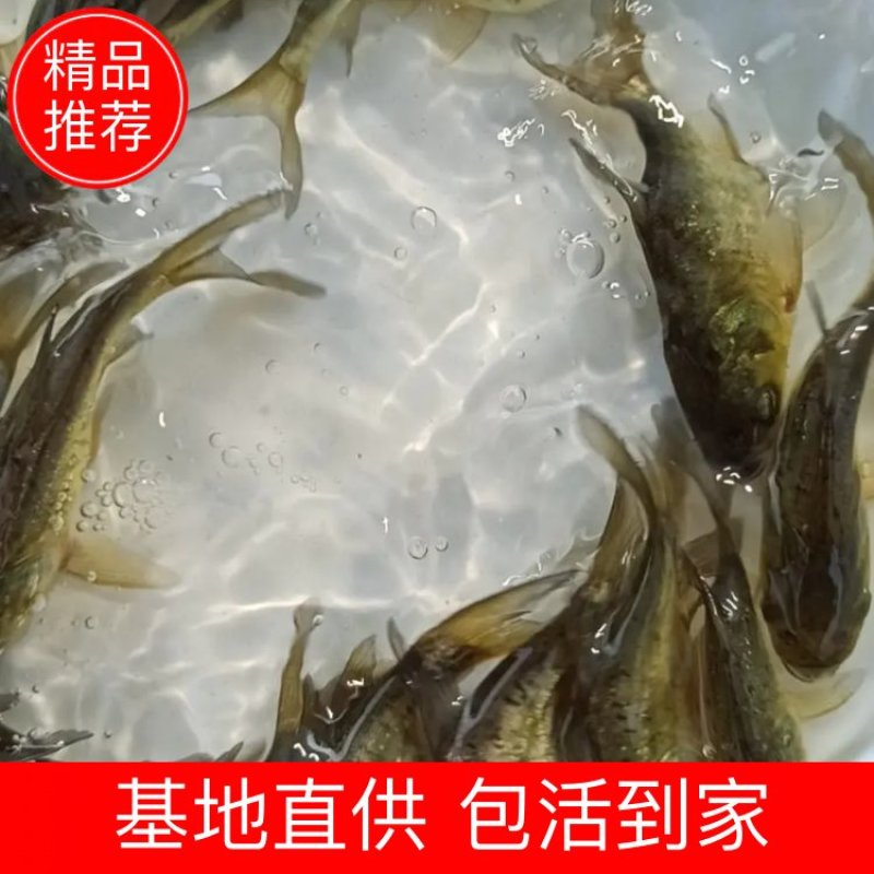 缩骨大头鳙鱼快大易养，高成活率