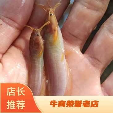 三黄塘鲺苗漂亮的颜色、品种成活率高支持视频看货