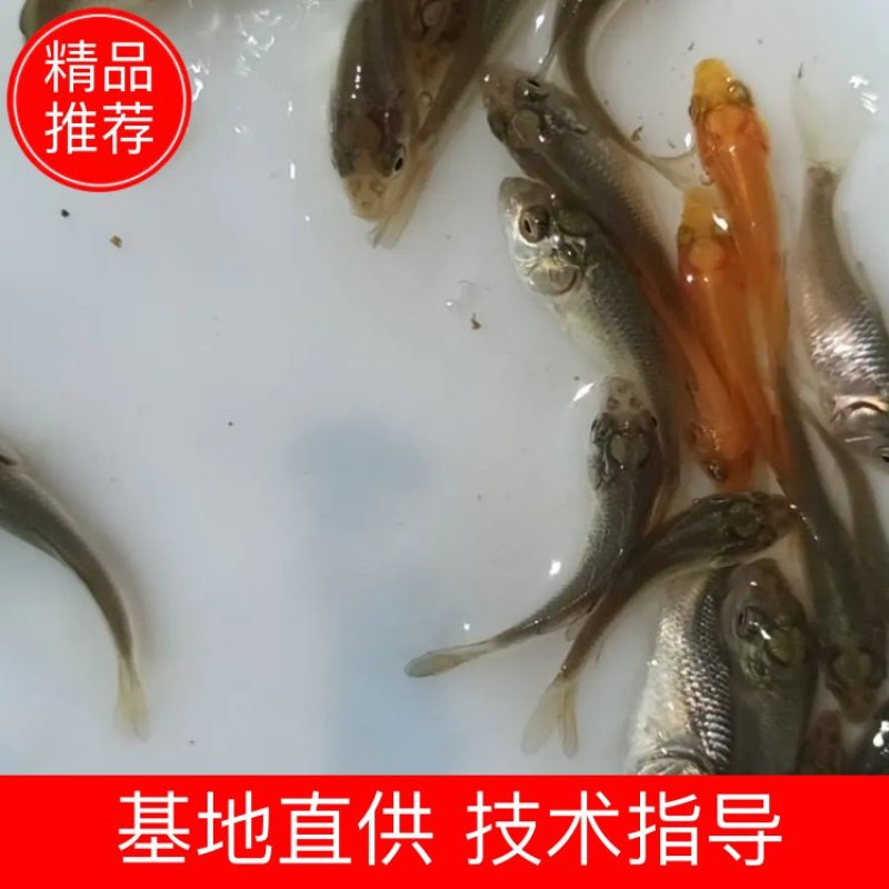 鲤鱼苗快速长大，耐养，少病。高密度
