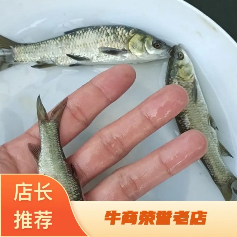 广东东莞青鱼苗成活率高可代发支持视频看货