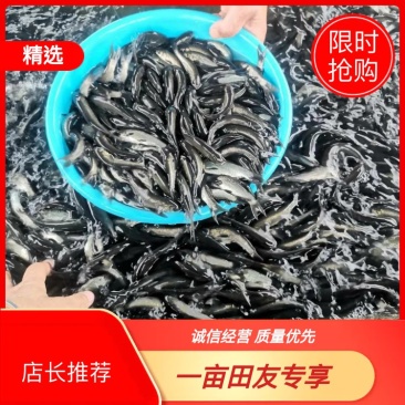 广东东莞青鱼苗成活率高可代发支持视频看货