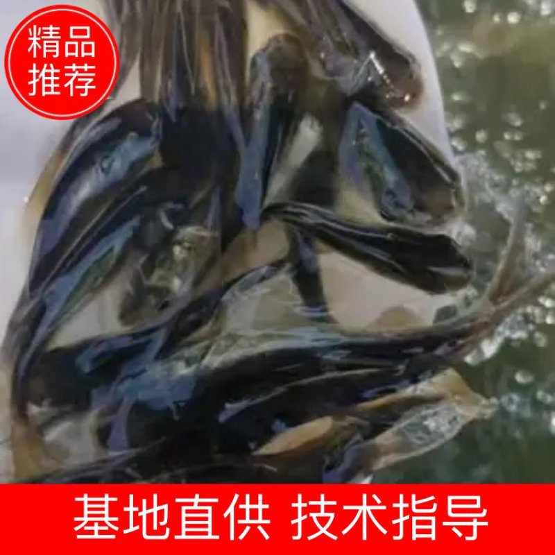 花鲢鱼苗、大头鱼苗。规格很漂亮的，价格实惠。