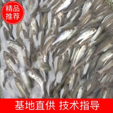 土鲮鱼苗鲮鱼罐头鱼苗高成活率可代发视频看货