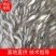 土鲮鱼苗鲮鱼罐头鱼苗高成活率可代发视频看货