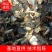 鲳鱼苗淡水鲳鱼三个月可以一斤3起产