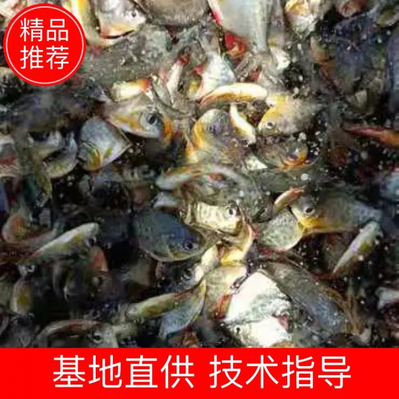 鲳鱼苗淡水鲳鱼三个月可以一斤3起产