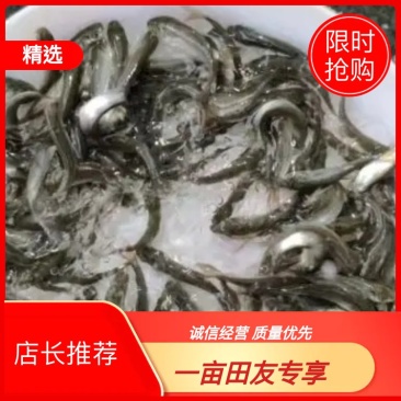 广东东莞麦鲮鱼高密度高产量高成活率