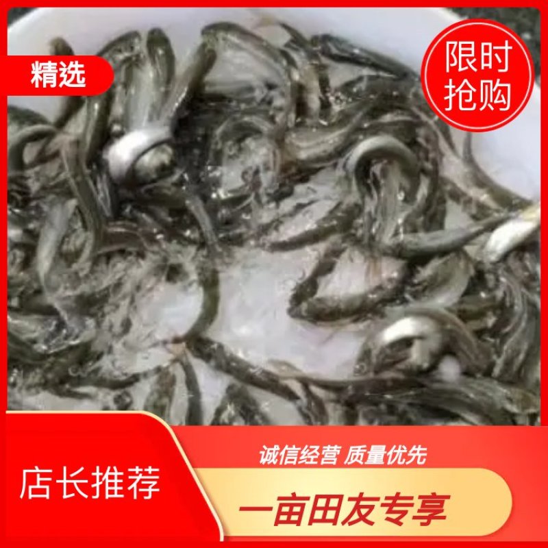 广东东莞麦鲮鱼高密度高产量高成活率