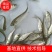 白鲢鱼苗扁鱼专业过滤水。鱼塘必须品种