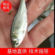 白鲢鱼苗扁鱼专业过滤水。鱼塘必须品种