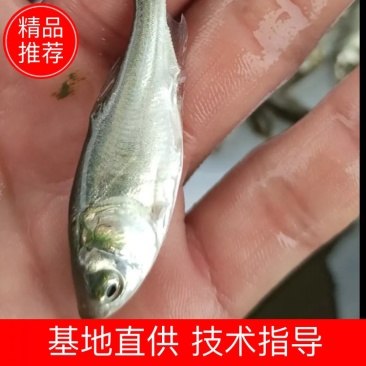 白鲢鱼苗扁鱼专业过滤水。鱼塘必须品种