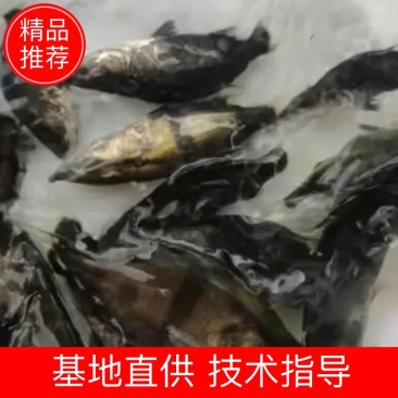 广东东莞-鳜鱼苗-桂花鱼苗成活率高支持视频看货