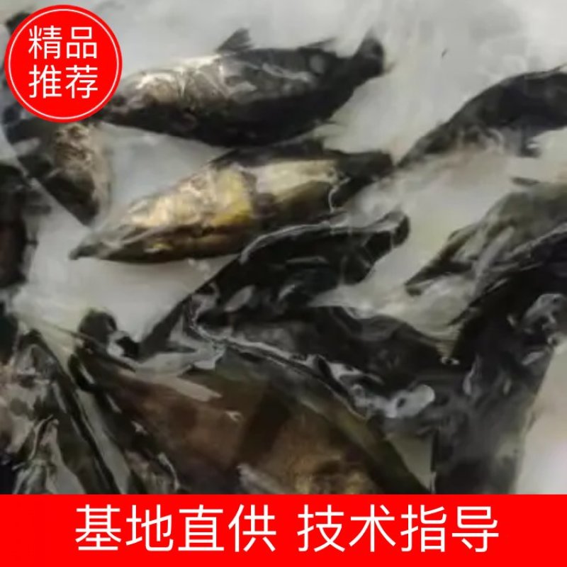 广东东莞-鳜鱼苗-桂花鱼苗成活率高支持视频看货