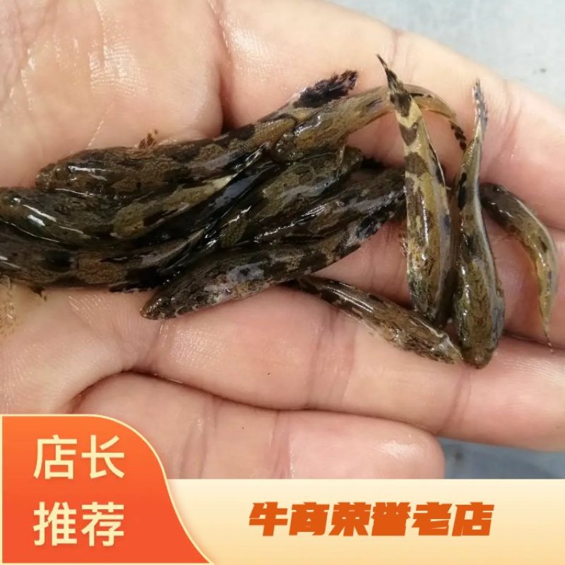 泰国笋壳鱼苗耐饥能力强成*率高效益高